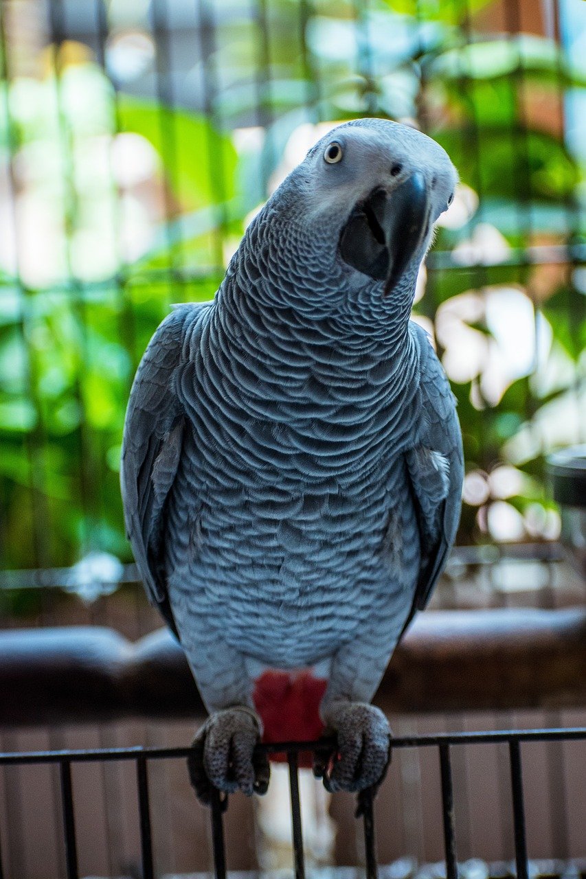 gray parrot, parrot, bird, nature, congo african grey, congo grey parrot, congo african grey parrot, african grey parrot, animal, avian, tropical bird, pet
