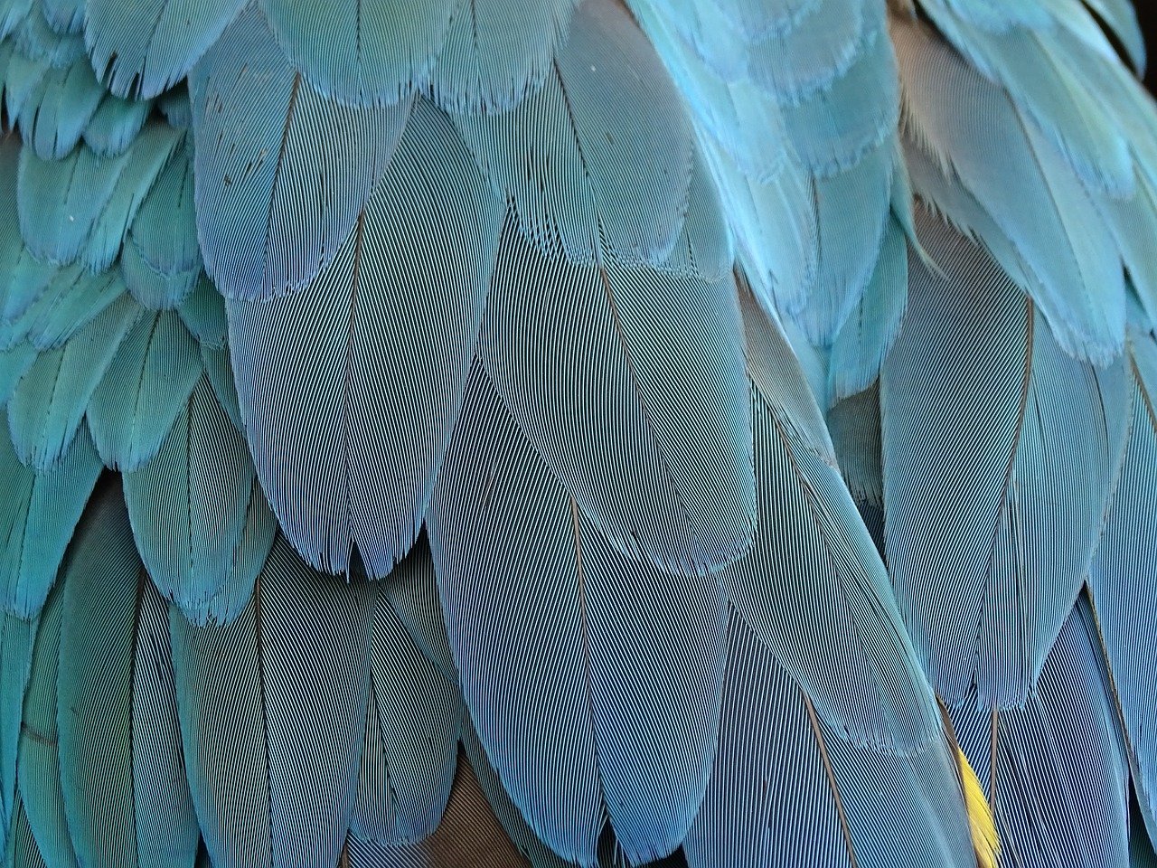 feathers, plumage, nature, blue, parrot, bird feathers, bird, parrot feathers, close up, structure, template