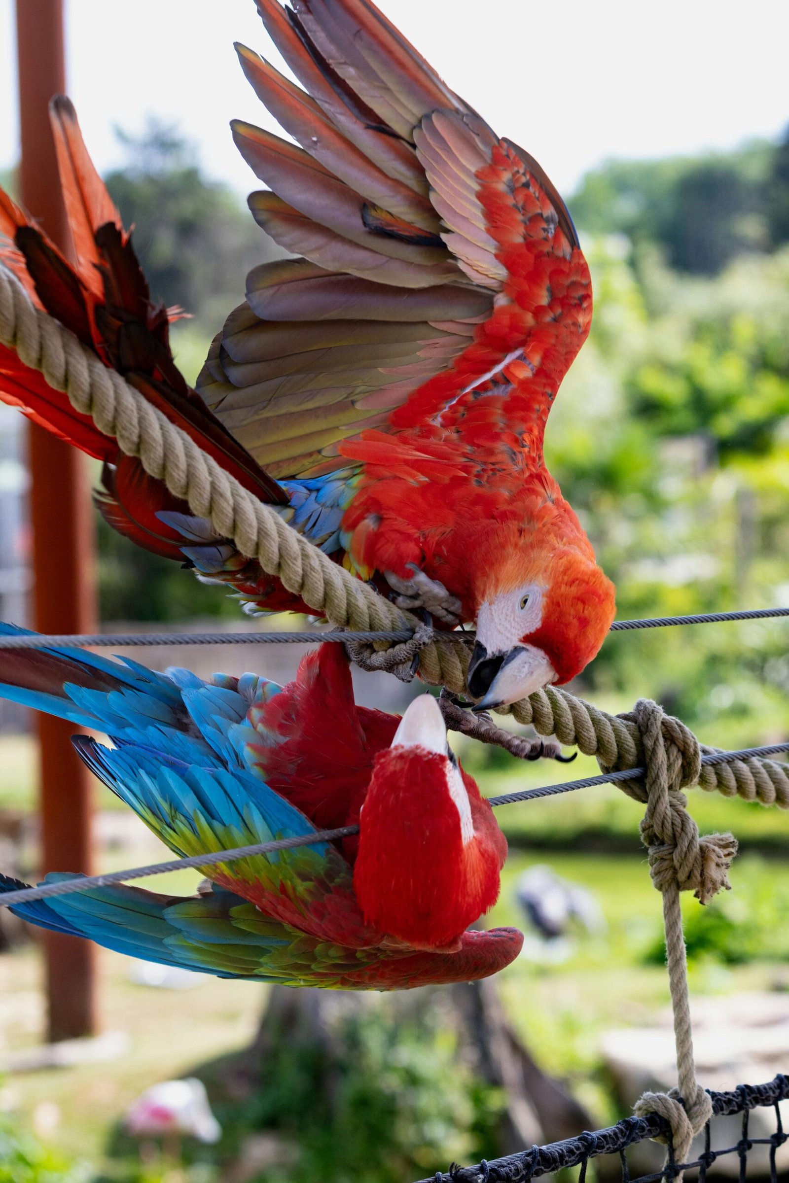 A pair of colorful scarlet macaws playfully interacting on a rope in a lush outdoor setting.