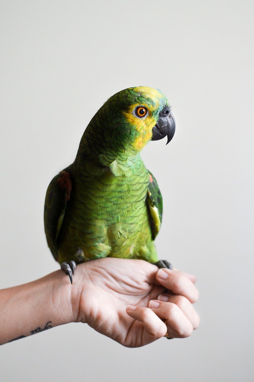 bird, hand, animal, nature, pet, domestic, parrot